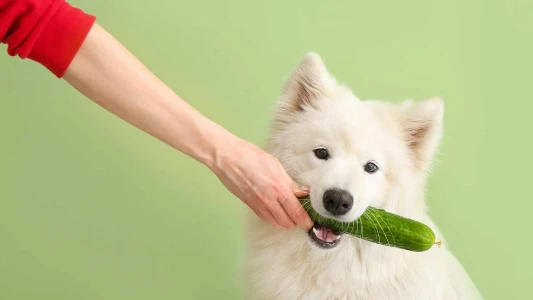 ¿Los perros pueden comer Pepino?