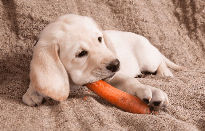 ¿Los perros pueden comer Zanahoria?