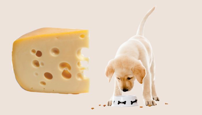 ¿Los perros pueden comer queso?