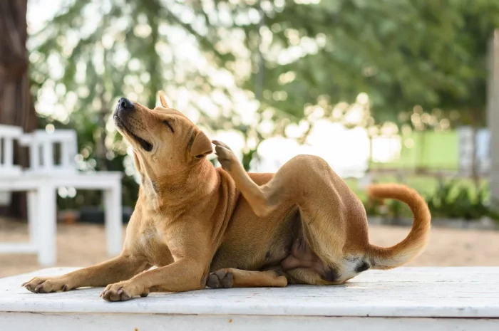 Dermatitis en perros: síntomas, causas, tipos y tratamientos
