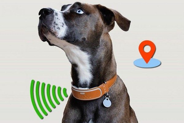 ¿Cuál es el Mejor GPS para Perros?