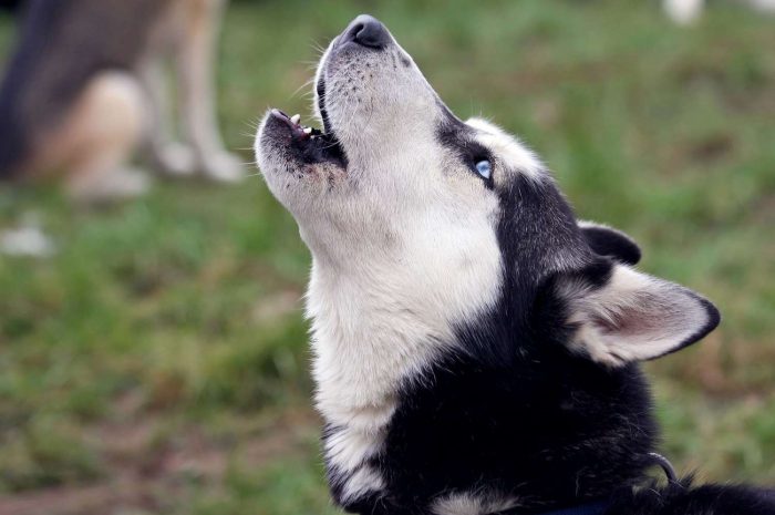 Diferencias entre lobo y husky siberiano: ¿Qué características los distinguen?